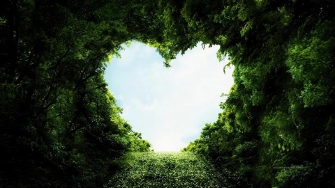 PC Heart Forest Live Wallpaper - Free Live Wallpaper