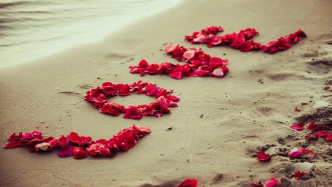PC Petals Beach Live Wallpaper - Free Live Wallpaper