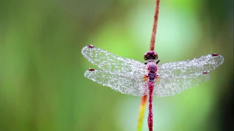 PC Cleaning Dragonfly Live Wallpaper - Free Live Wallpaper