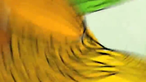 Stock Forward Spin Fest Live Wallpaper - Free Live Wallpaper