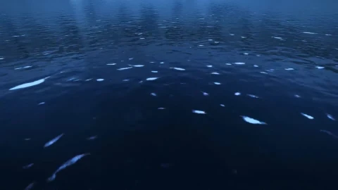 Deep Blue Sea Live Wallpaper 1080p - Free Live Wallpaper