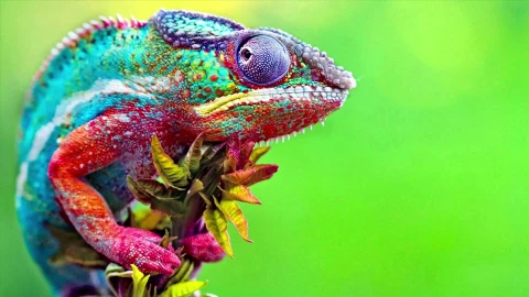 Live Wallpaper HD Chameleon - Free Live Wallpaper