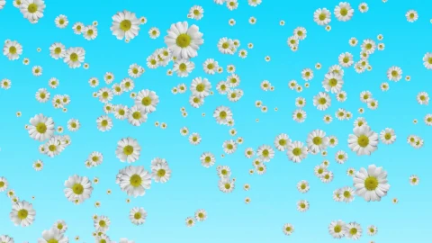 WHITE FLOWER FALL WEDDING DEVOTION SPIRITUALFREE ANIMATED MOTION BACKGROUND HD - Free Live Wallpaper