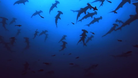PC Hammerheads Live Wallpaper - Free Live Wallpaper