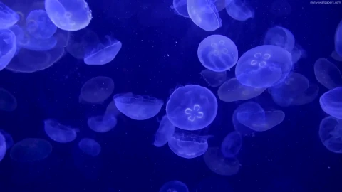 PC Jellyfish Live Wallpaper - Free Live Wallpaper