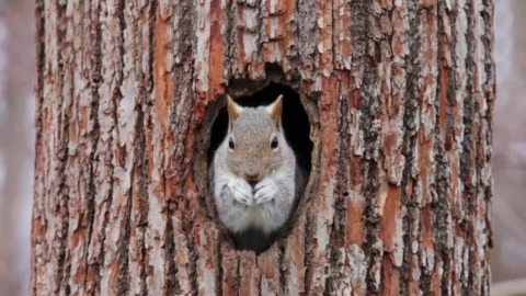 PC Squirrel Tree Live Wallpaper - Free Live Wallpaper
