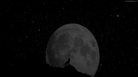 PC Wolf Stars Live Wallpaper - Free Live Wallpaper