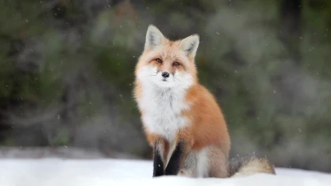 PC Winter Fox Live Wallpaper Free - Free Live Wallpaper
