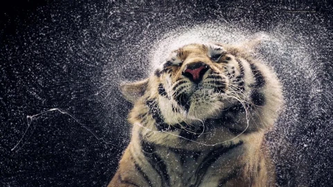 PC Wet Tiger Shake Live Wallpaper Free - Free Live Wallpaper