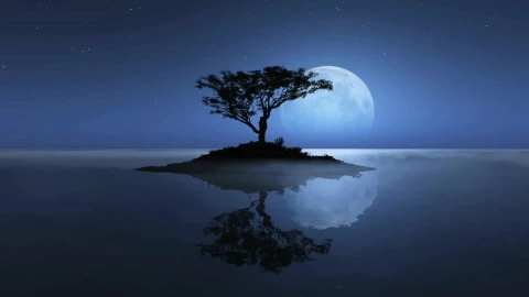 PC Tree Reflection Live Wallpaper Free - Free Live Wallpaper