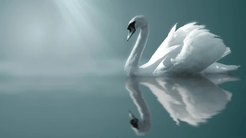 PC Swan Live Wallpaper Free - Free Live Wallpaper