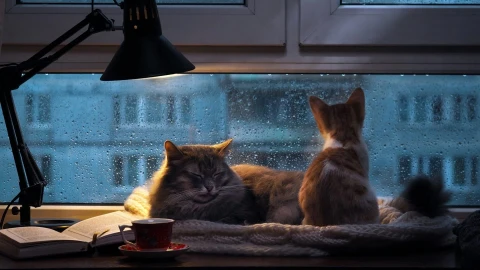 PC Rainy Day Cats Live Wallpaper Free - Free Live Wallpaper