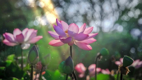 PC Lotus Live Wallpaper Free - Free Live Wallpaper