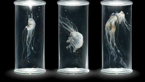 PC Glass Capsules Live Wallpaper Free - Free Live Wallpaper