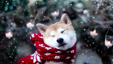 PC Shiba Inu Snow Live Wallpaper Free - Free Live Wallpaper