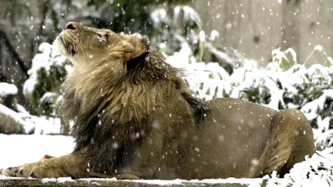 PC Lion Snow Live Wallpaper Free - Free Live Wallpaper