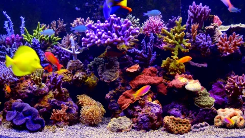 PC Aquarium Live Wallpaper Free - Free Live Wallpaper