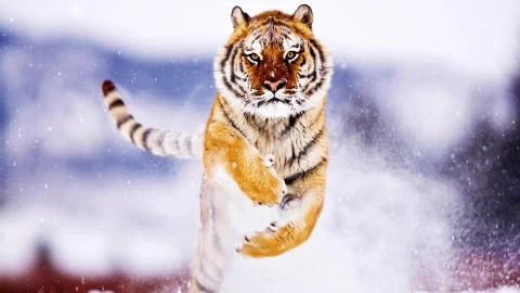 PC Tiger Snow Live Wallpaper Free - Free Live Wallpaper