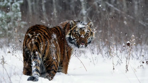 PC Snow Tiger Live Wallpaper Free - Free Live Wallpaper