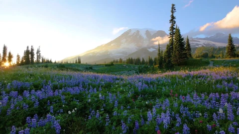 PC Purple Meadow Live Wallpaper Free - Free Live Wallpaper