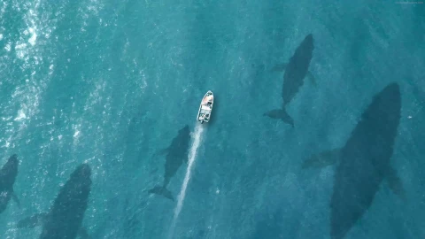 PC Chasing Whales Live Wallpaper Free - Free Live Wallpaper