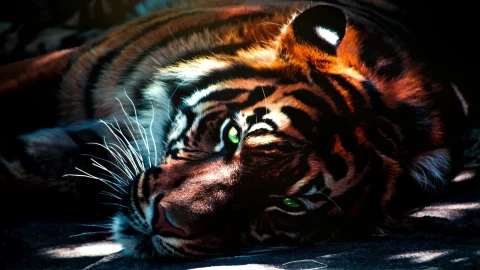 PC Tiger Breathing Live Wallpaper Free - Free Live Wallpaper