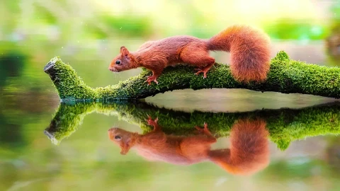 PC Squirrel River Live Wallpaper Free - Free Live Wallpaper