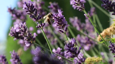 Bee 30470 Original Free Stock Video - Free Live Wallpaper