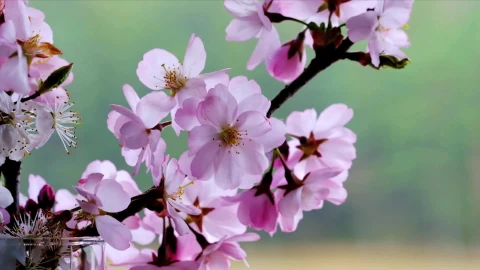 Blossoms 113004 Original Free Stock Video - Free Live Wallpaper