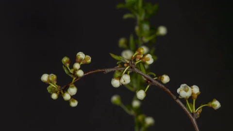 Blackthorn 71457 Original Free Stock Video - Free Live Wallpaper
