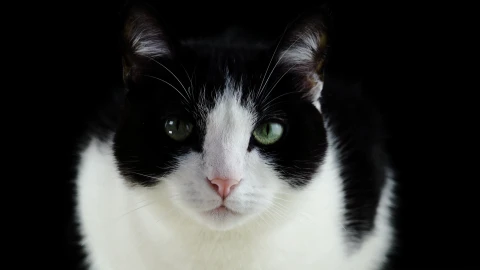 Cat 65438 Original Free Stock Video - Free Live Wallpaper