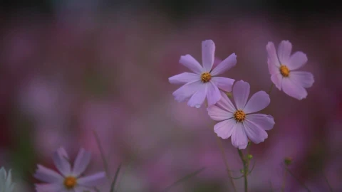 Cosmos 14244 1080p Free Stock Video - Free Live Wallpaper