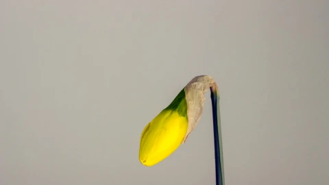 Daffodil 34826 Free Stock Video - Free Live Wallpaper