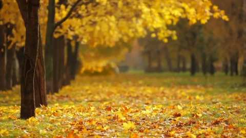 Fall 23881 Free Stock Video - Free Live Wallpaper