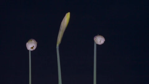 Daffodils 112389 Free Stock Video - Free Live Wallpaper
