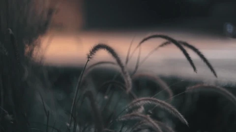 Flower 26790 Original Free Stock Video - Free Live Wallpaper