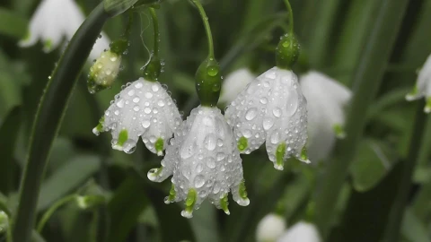 Flowers 20952 Original Free Stock Video - Free Live Wallpaper