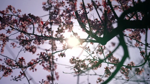 Flowers 66823 Original Free Stock Video - Free Live Wallpaper