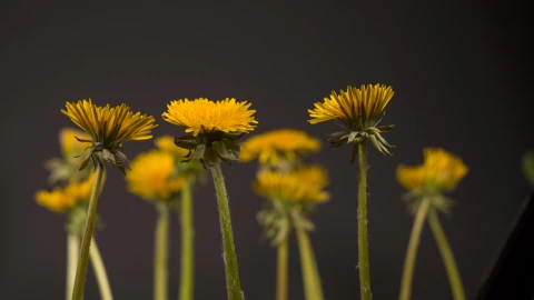 Flowers 72763 Original Free Stock Video - Free Live Wallpaper