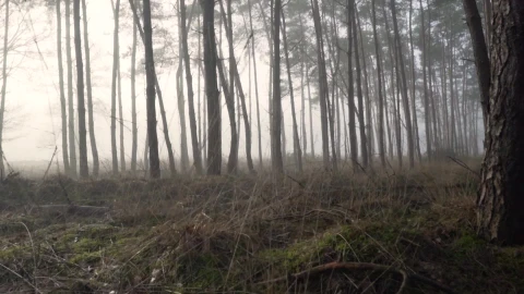 Forest 111101 Original Free Stock Video - Free Live Wallpaper