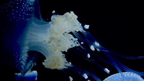 Jellyfish 26818 Free Stock Video - Free Live Wallpaper