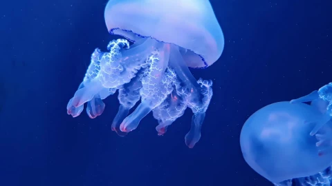 Jellyfish 110877 Original Free Stock Video - Free Live Wallpaper