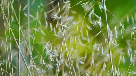 Plant 26637 Free Stock Video - Free Live Wallpaper