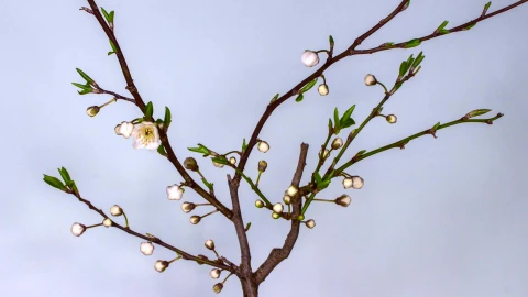 Plumblossom 33687 Original Free Stock Video - Free Live Wallpaper