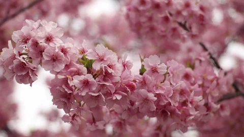 Sakura 110790 Original Free Stock Video - Free Live Wallpaper