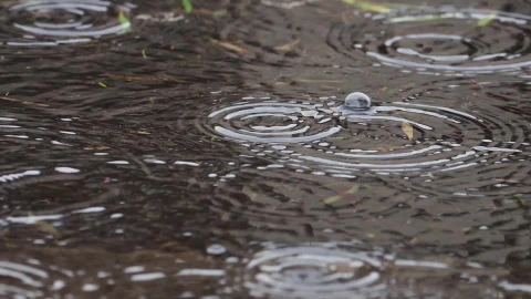 Rain 17013 Original Free Stock Video - Free Live Wallpaper