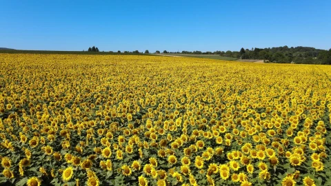 Sunflowers 59483 Free Stock Video - Free Live Wallpaper
