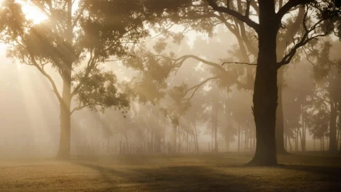 Sunrise 83880 Original Free Stock Video - Free Live Wallpaper