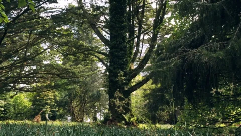 Trees 24540 Free Stock Video - Free Live Wallpaper