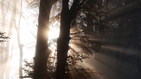 Trees 30222 Original Free Stock Video - Free Live Wallpaper